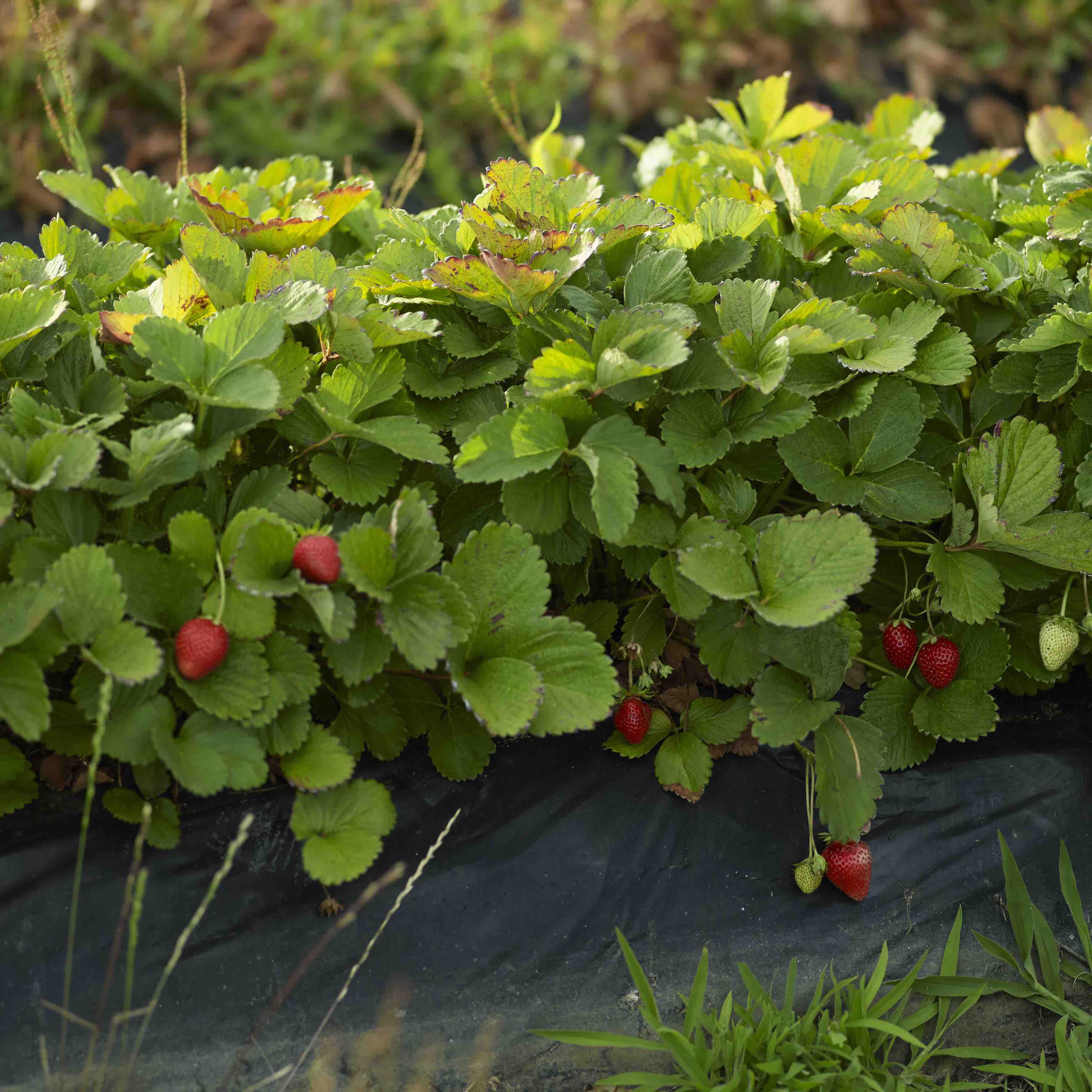organic strawberries - EntreRiosFarms